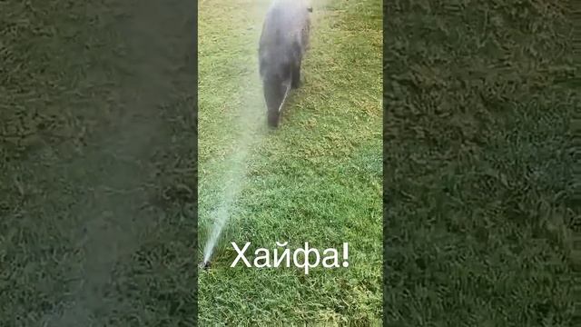 Хайфа: - Понаехали!!?