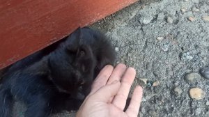 Новый питомец!!! К нам приблудился котик))) #Мы в деревне!