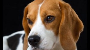 Человек собаке друг