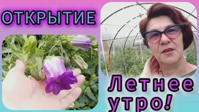 Нет в жизни правды! Летнее утро! 🌞