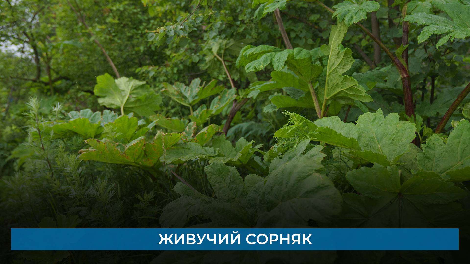 Живучий сорняк