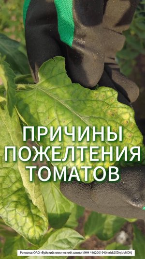 ТОМАТЫ НАЧАЛИ ЖЕЛТЕТЬ - МАГНИЕВЫЙ ХЛОРОЗ! КАК БОРОТЬСЯ С ХЛОРОЗОМ