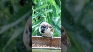 Птенцы воробья в кормушке