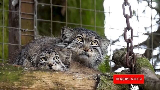 Манул-Свободный степной отшельник. Интересные факты про Палласова кота.