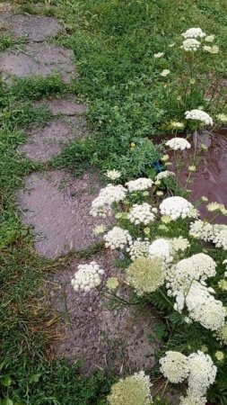 Морковка  украшение двора