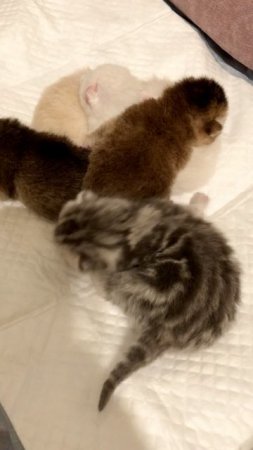 Котята кошки Кайли.