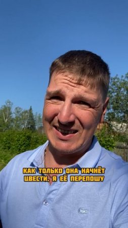 Горчица как сидерат