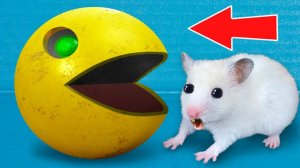 Хомяк в лабиринте PAC-MAN полоса препятствий с ловушками