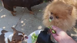 Все с удовольствием полакомились.
