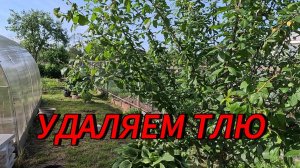 17.06.25 УДАЛЕНИЕ ТЛИ ПОПЫТКА №2