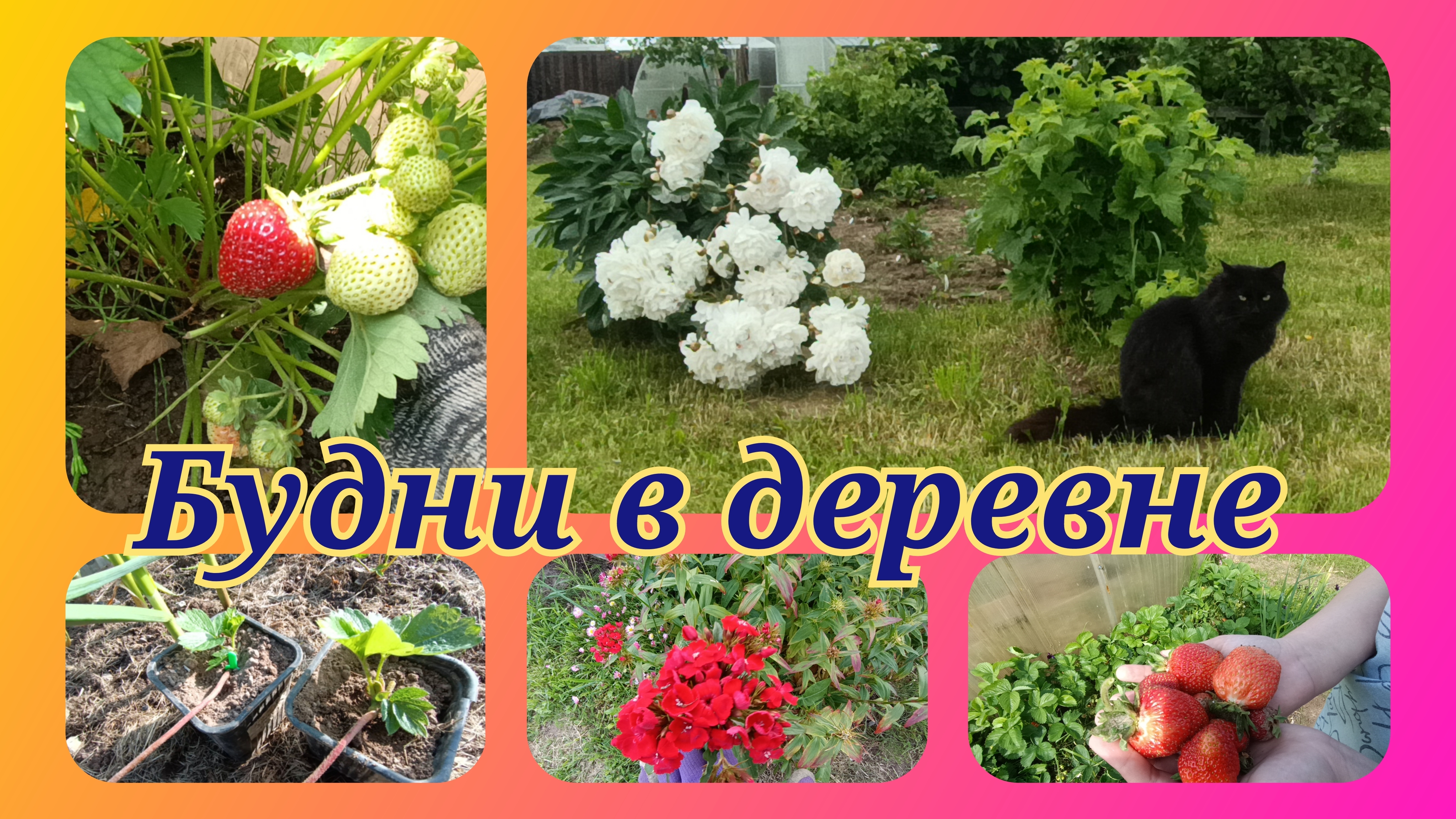 Все дела,дела.Походу напасть