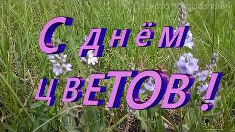 С Днём Цветка! Тёплое поздравление с 21 июня — праздником красоты и нежности