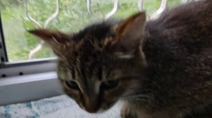 2 июня 2025г. Кошкин НОВЫЙ ДРУГ.