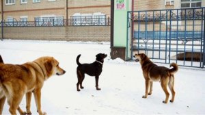 Бродячие собаки. Аудиораассказ