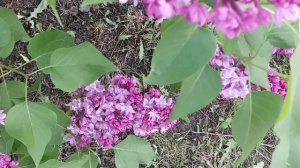СИРЕНЬ КРАСОТА LILAC CYRINGA L СИРЕНЬ красота