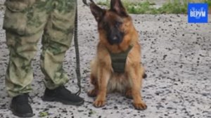 Реалии войны: кинологи в зоне СВО