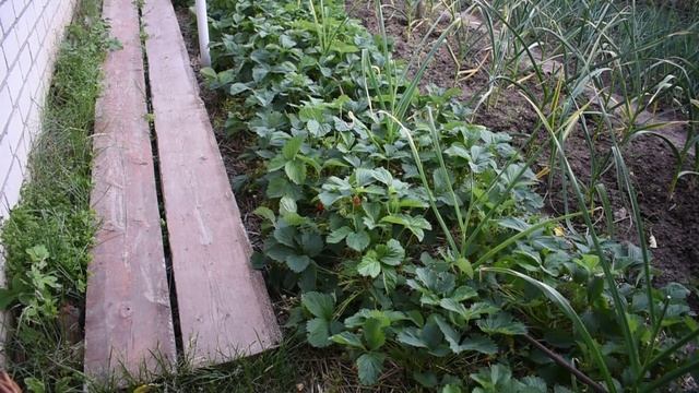 Виктория. Клубника садовая сортовая. Урожай. Советы по выращиванию.