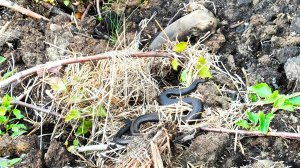 Токсичное окружение - откуда югорчанам летом ждать опасности