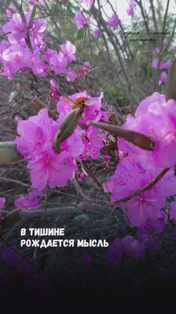Природа и тишина. #вдохновение #россия #яцкова