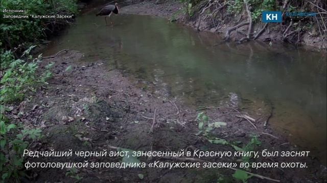 Краснокнижный черный аист за охотой попался в объектив фотоловушки калужского заповедника