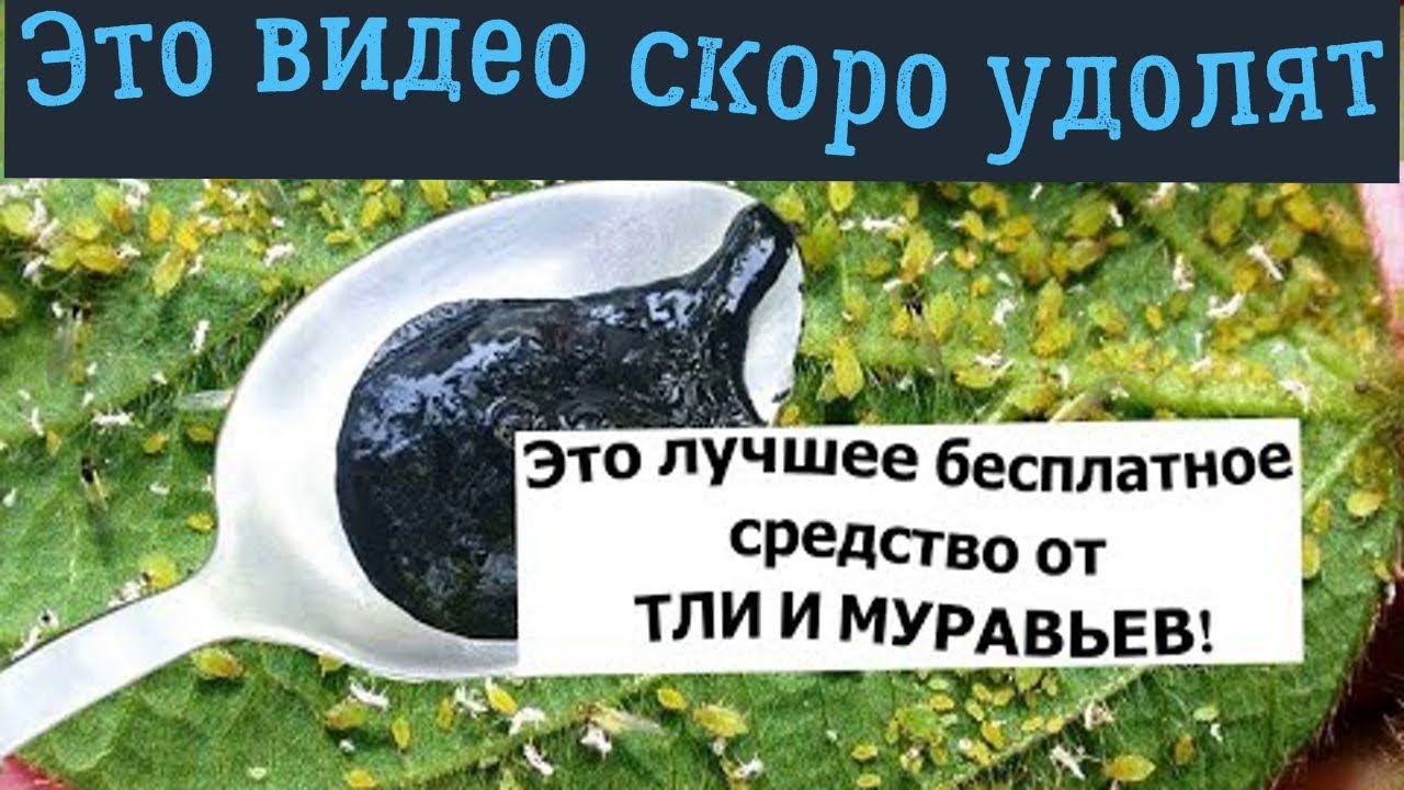 Это лучшее средство от тли и муравьев🦗! Его от вас скрывают