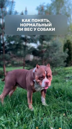 Как понять, нормальный ли вес у собаки