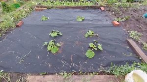 Вышли с Люськой погулять, комаров кормить или разгонять😂