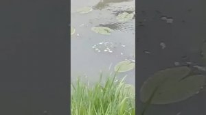 г Щёлково.Московская область.20.06.2025