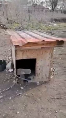 Друг в беде не бросит
