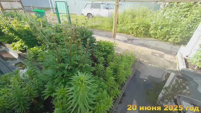 20. 7 соток. Пионы не цветут... Клубника не плодоносит... Хроника 20 июня 2025 год