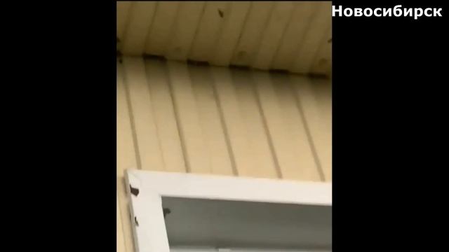 Ураган_в_Новосибирске_срывал_крыши_и_валил_линии_электропередачи