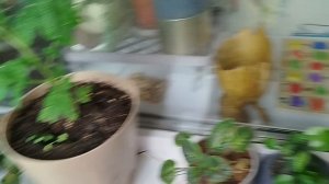 огород на окне. мой опыт