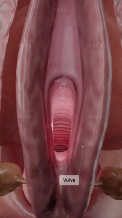 Что такое атрофический вагинит и как он влияет на здоровье влагалища? 3D визуализация