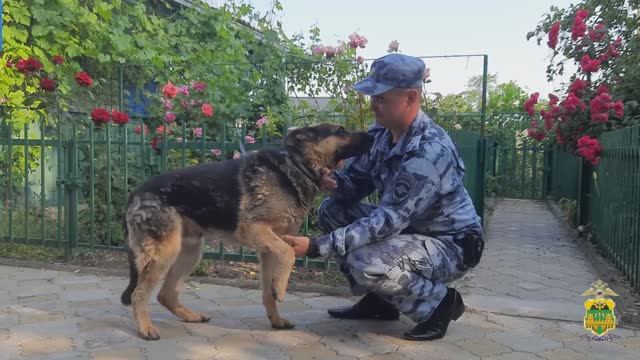 Кинолог вернул хозяйке хвостатого беглеца