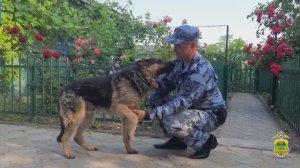 Кинолог вернул хозяйке хвостатого беглеца