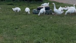 Гуси-гуси, га-га-га 🤣🤣🤣