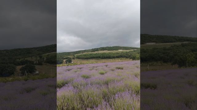 Семигорье - Лавандовое поле и маленький "Париж "