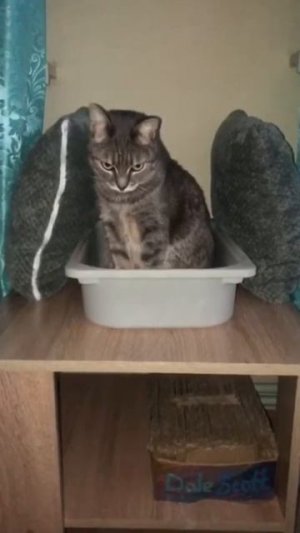 Лучшая лежанка