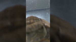 Черепаха данатела гордится вами и любит вас❤️❤️❤️❤️❤️😘😍😘😍😘😘😍🐢🐢🐢🐢