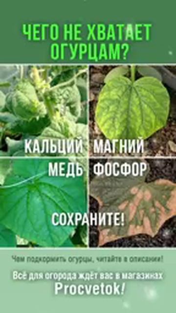 Увидели на огурцах такие листья? Растения нуждаются в подкормке! Как устранить дефицит элементов