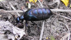Майка фиолетовая  ( Meloe violaceus )