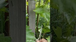 Нормирования урожая винограда.