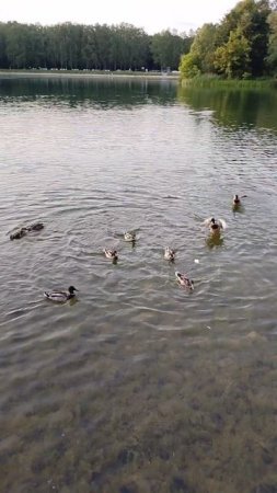 покормили уточек
