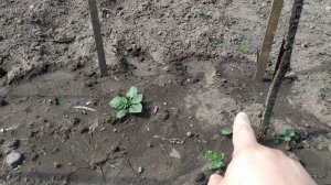 Картофель