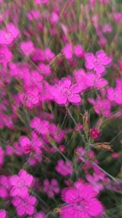 1000024032.mp4
#Мои гвоздики
