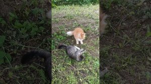 Хотел про гусей🪿 а получилось про рыжего кота Фокса 🐱 и хозяюшку Лапу