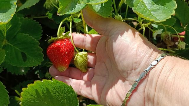 Середина июня. Поспела клубника, расцвели розы.