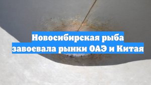 Новосибирская рыба завоевала рынки ОАЭ и Китая