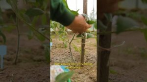 🍅 ТОМАТЫ БУДУТ УСЫПАНЫ ПЛОДАМИ И НЕ ЗАБОЛЕЮТ ФИТОФТОРОЙ! Правильная подвязка – секрет урожая! 🌿