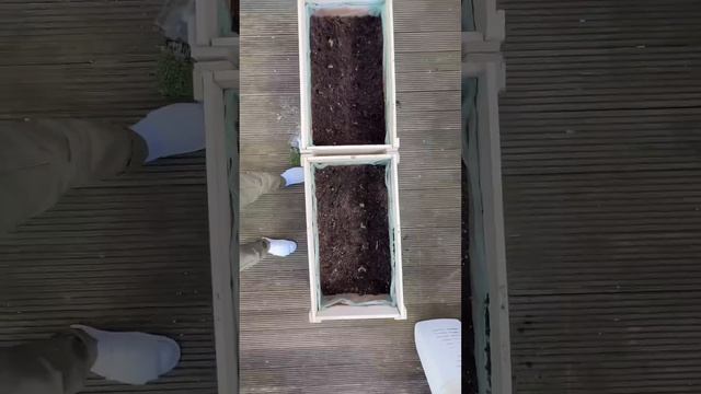 How to grow strawberries with a strawberry from the supermarket! creative explained
